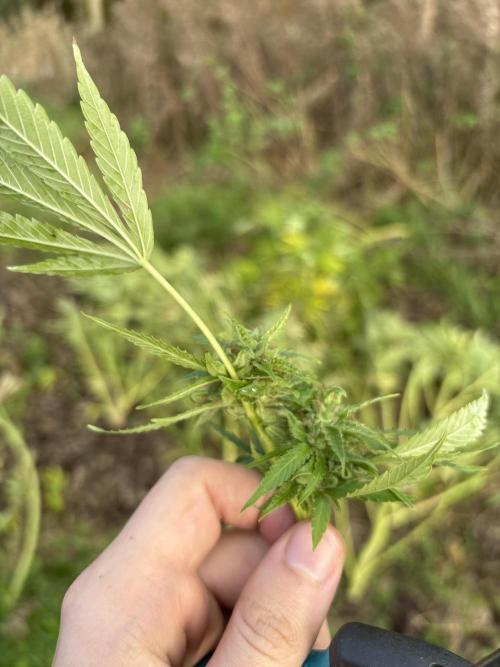Outdoor trees. Week 26 - saved this nug from #1