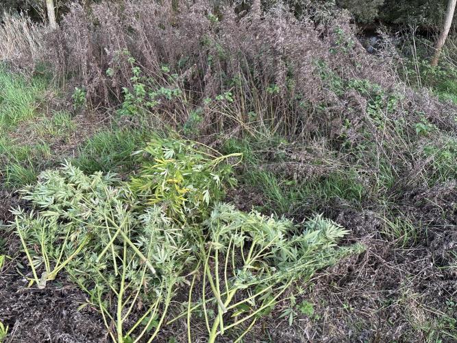 Outdoor trees. Week 26 - this is where she went. all of it unsmokable due to mold