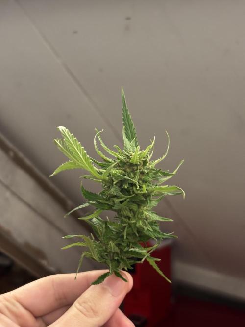 Outdoor trees. Week 26 - one of the better buds that were savable with some trimming and washing…