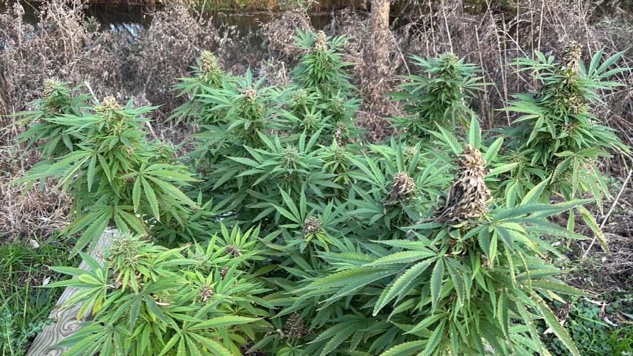 Outdoor trees. Week 26 - you guessed it: #3 rotted