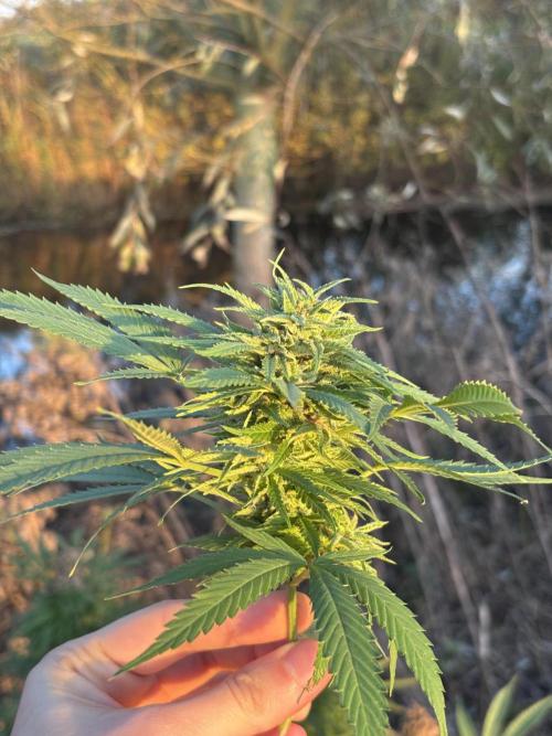 Outdoor trees. Week 26