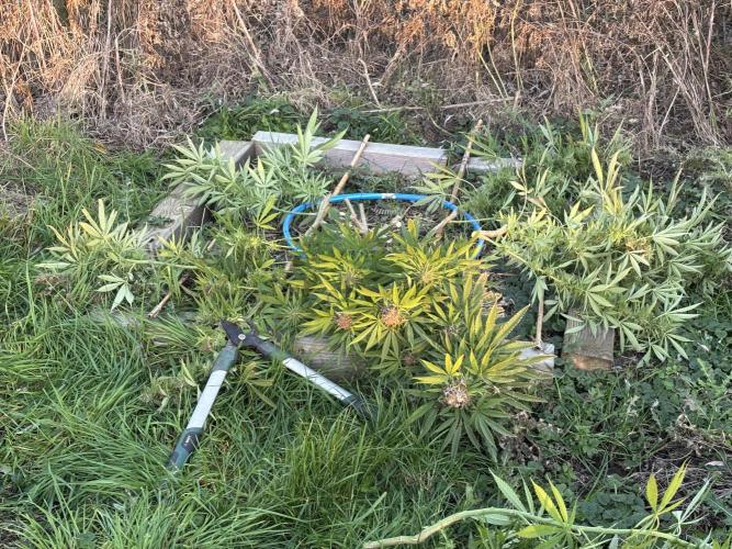 Outdoor trees. Week 26 - #3 down