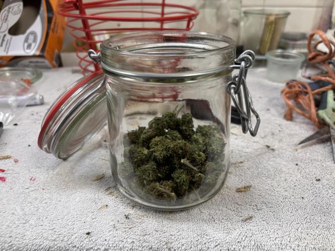 Outdoor trees. Week 26 - the complete dried harvest 