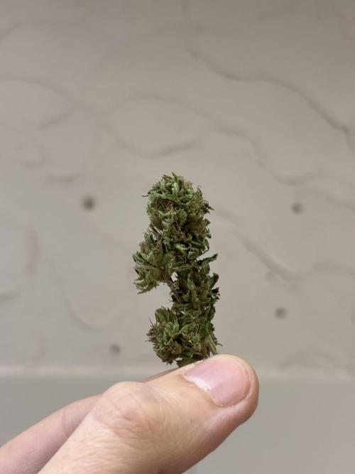 Outdoor trees. Week 26 - bullshit nugs