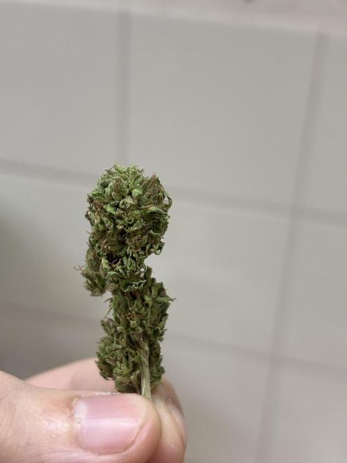 Frisian Dew. Week 26