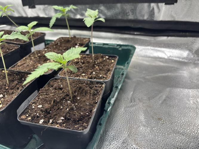 Nana Glue & Pink Milk. Week 1