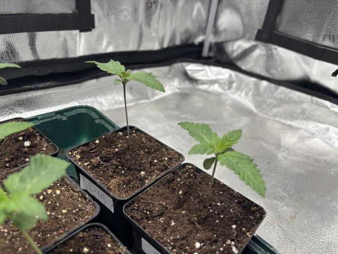 Nana Glue & Pink Milk. Week 1
