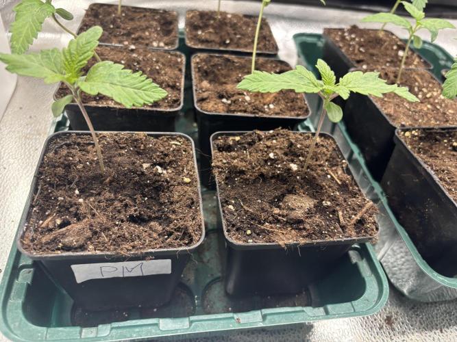 Nana Glue & Pink Milk. Week 1