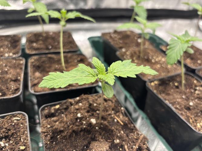 Nana Glue & Pink Milk. Week 1