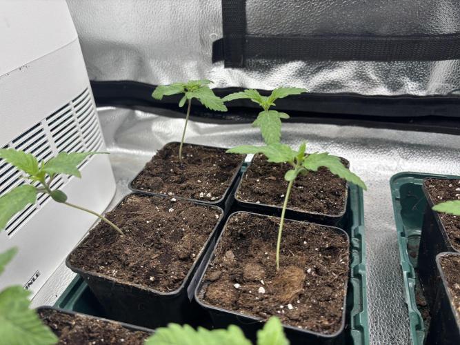Nana Glue & Pink Milk. Week 1