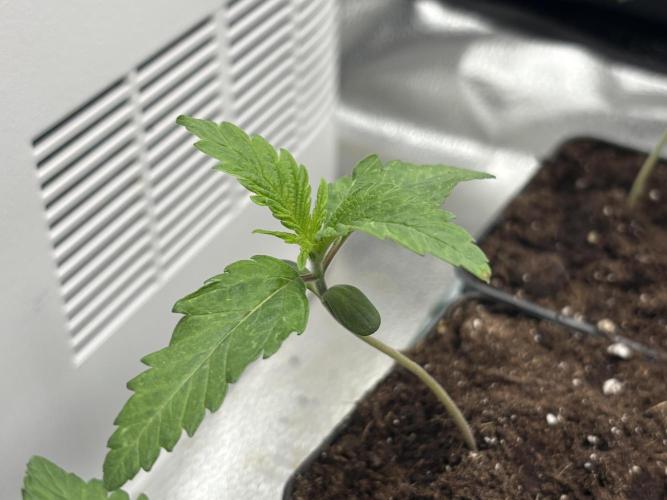 Nana Glue & Pink Milk. Week 1