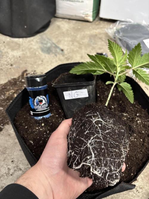 Nana Glue & Pink Milk. Week 2