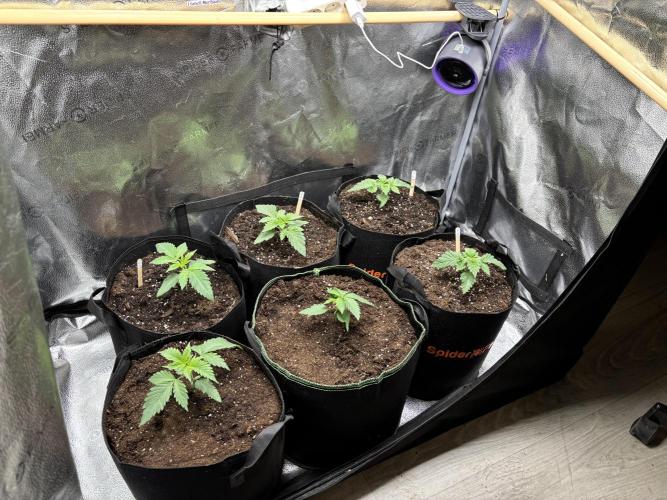 Nana Glue & Pink Milk. Week 2