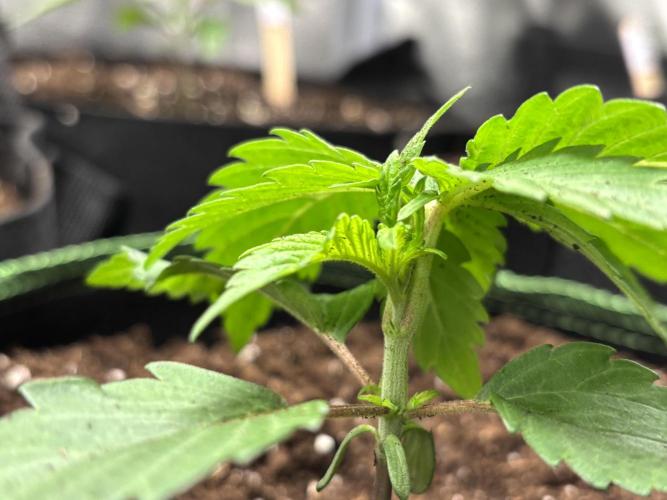 Nana Glue & Pink Milk. Week 2