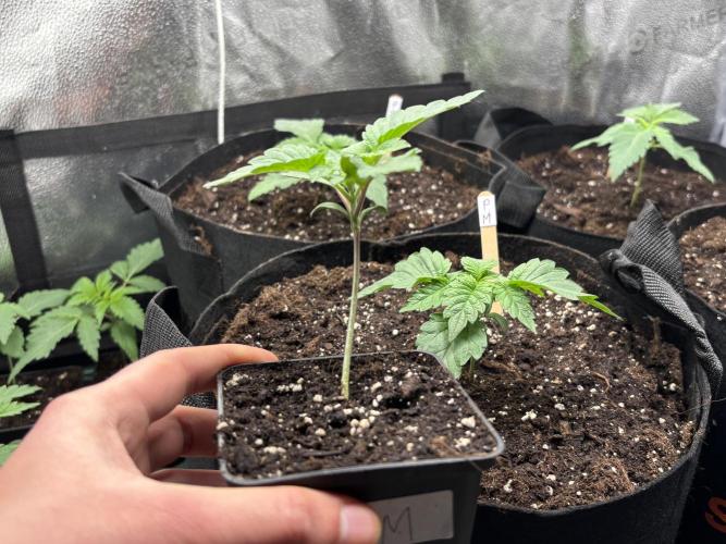 Nana Glue & Pink Milk. Week 2