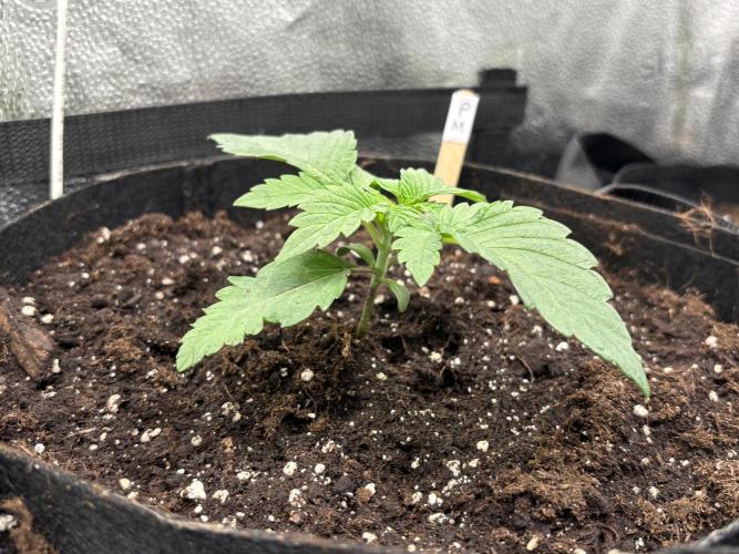 Nana Glue & Pink Milk. Week 2
