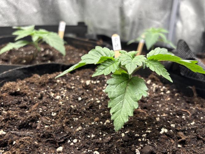 Nana Glue & Pink Milk. Week 2
