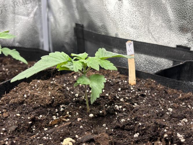 Nana Glue & Pink Milk. Week 2