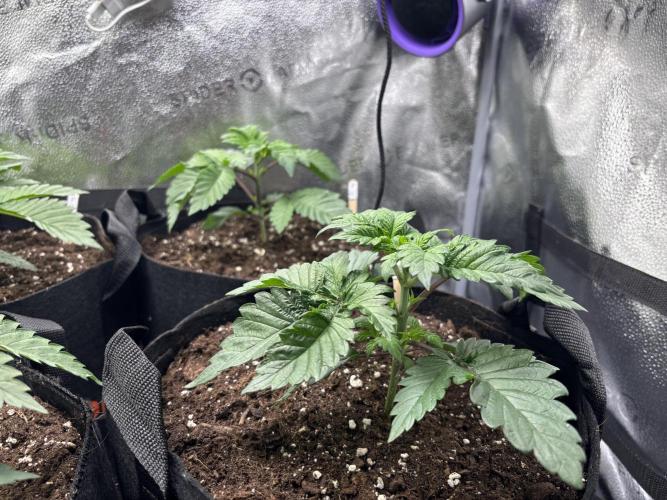 Nana Glue & Pink Milk. Week 3 - PM