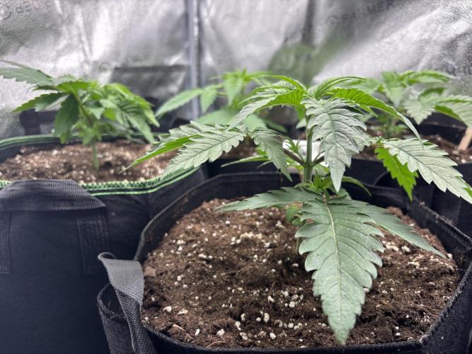 Nana Glue & Pink Milk. Week 3 - NG
