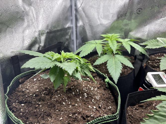 Nana Glue & Pink Milk. Week 3 - NG