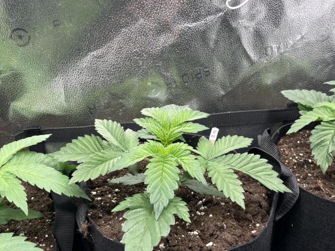 Nana Glue & Pink Milk. Week 3 - PM