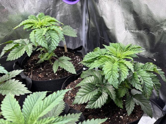 Nana Glue & Pink Milk. Week 4 - PM