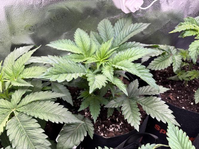 Nana Glue & Pink Milk. Week 4 - PM