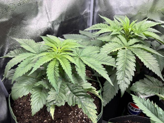 Nana Glue & Pink Milk. Week 4 - NG