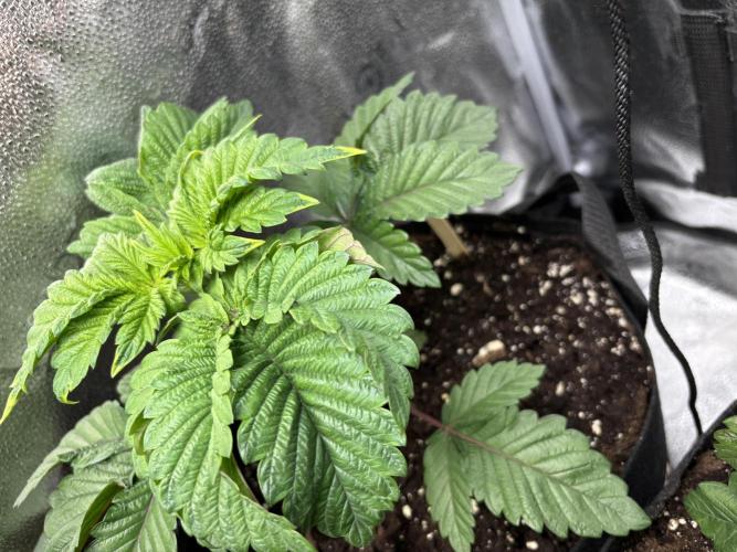Nana Glue & Pink Milk. Week 4