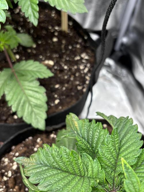 Nana Glue & Pink Milk. Week 4