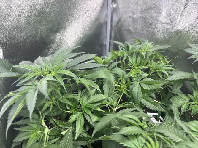 Nana Glue & Pink Milk. Week 5 - (plants in wrong order this week) NG