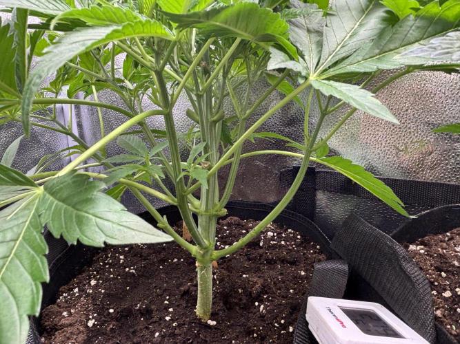 Nana Glue & Pink Milk. Week 5 - NG