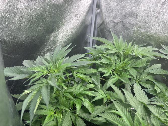 Nana Glue & Pink Milk. Week 5 - NG
