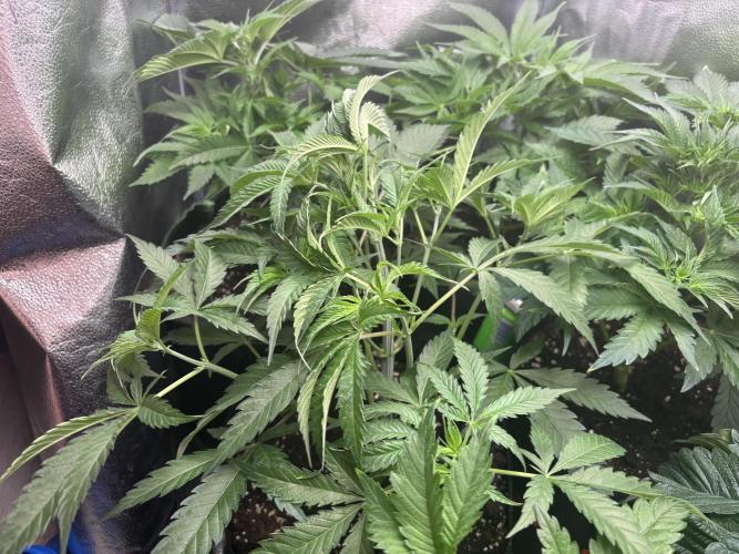Nana Glue & Pink Milk. Week 5 - did some defoliating 
NG