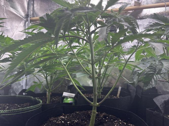 Nana Glue & Pink Milk. Week 5 - NG stem structure