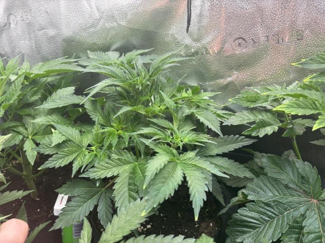 Nana Glue & Pink Milk. Week 5 - PM
