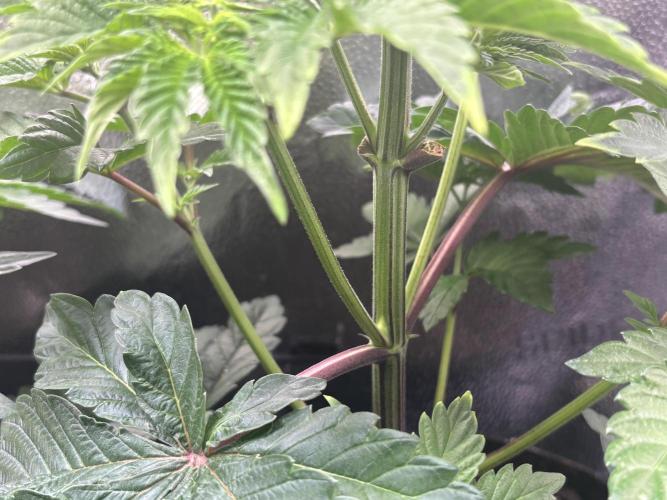 Nana Glue & Pink Milk. Week 5 - PM stem is purple!