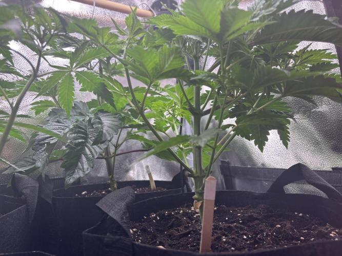 Nana Glue & Pink Milk. Week 5 - PM