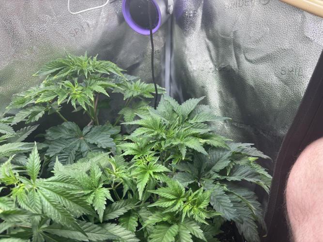 Nana Glue & Pink Milk. Week 5 - PM