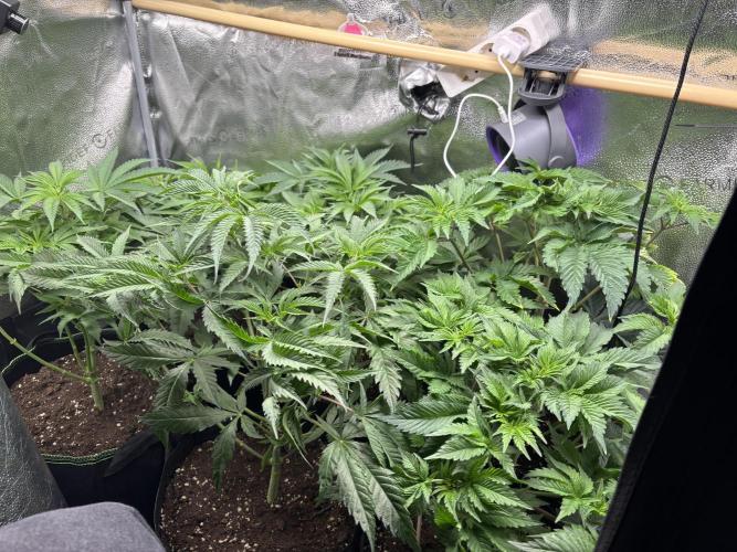 Nana Glue & Pink Milk. Week 6