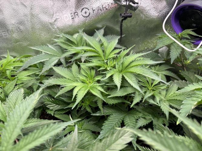Nana Glue & Pink Milk. Week 6 - PM
