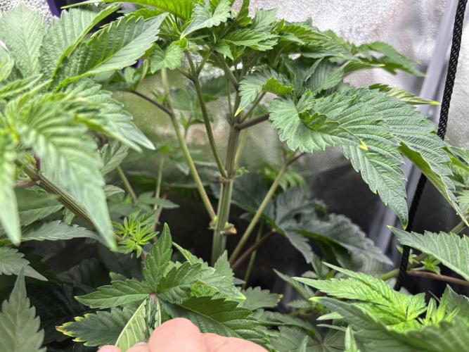 Nana Glue & Pink Milk. Week 6 - PM