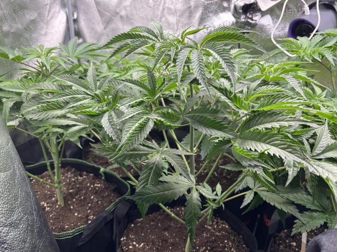 Nana Glue & Pink Milk. Week 6 - NG