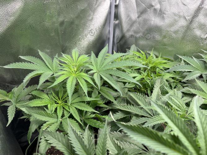 Nana Glue & Pink Milk. Week 6 - NG