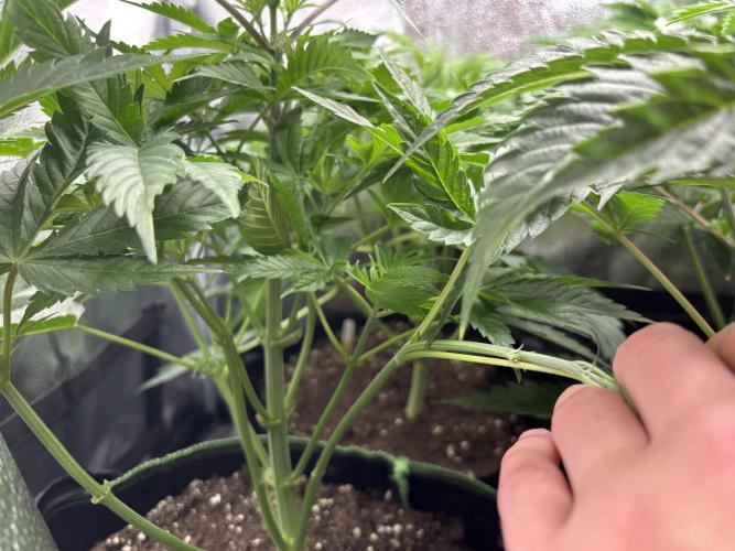 Nana Glue & Pink Milk. Week 6 - NG