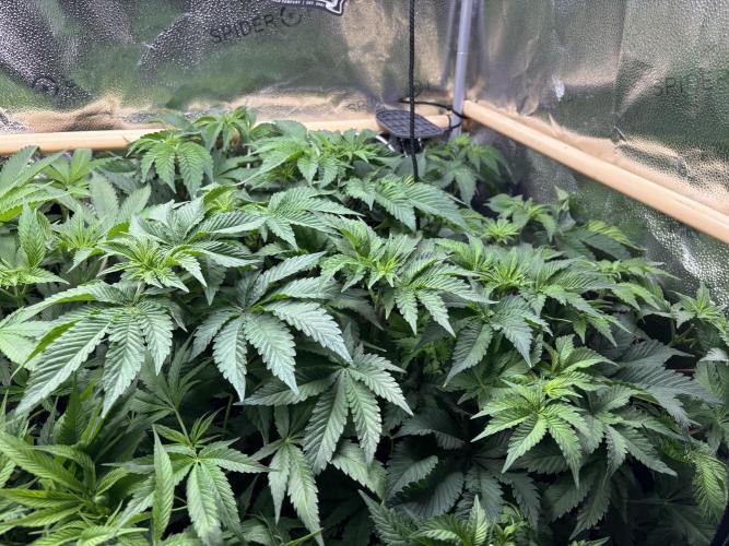 Nana Glue & Pink Milk. Week 7