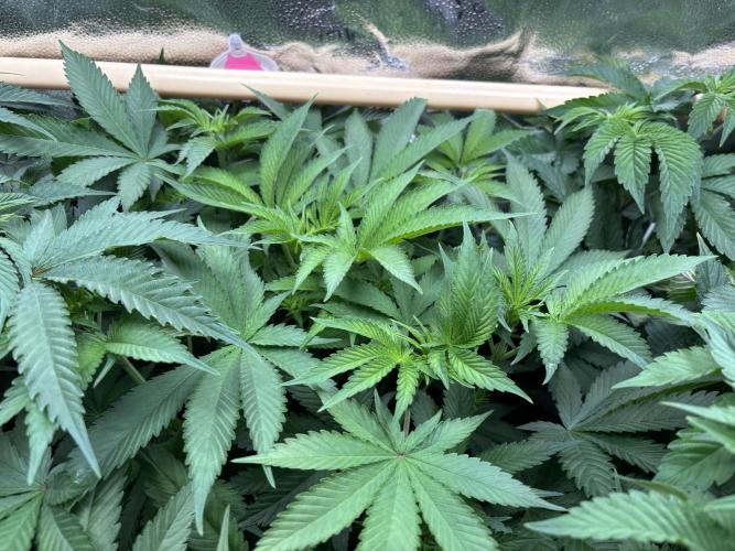 Nana Glue & Pink Milk. Week 7