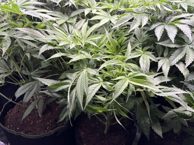 Nana Glue & Pink Milk. Week 7
