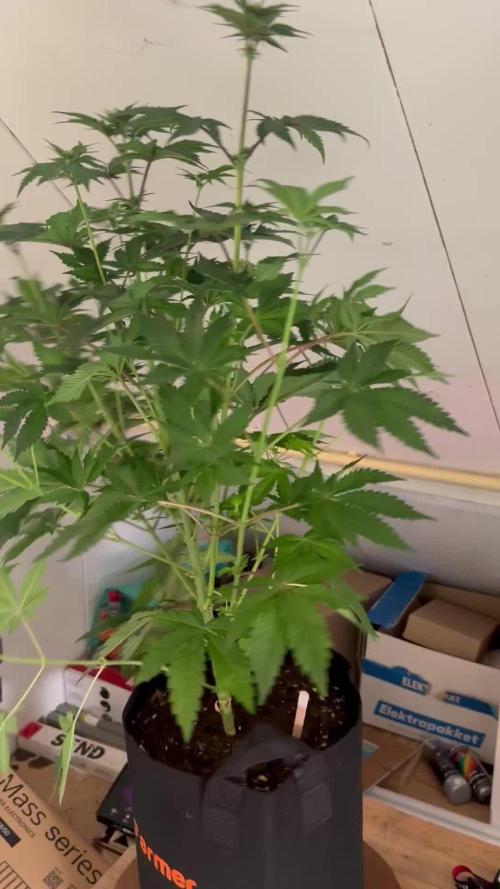 Nana Glue & Pink Milk